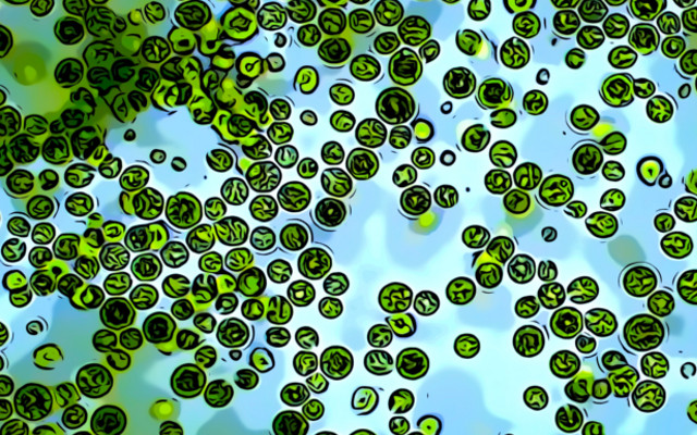 Superfood microalgae, Chlamydomonas reinhardtii