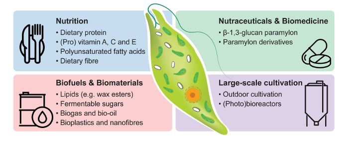 microalgae fig.1