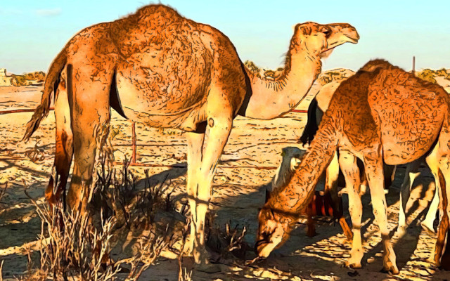 Camel’s milk. Health, animal welfare and resilience