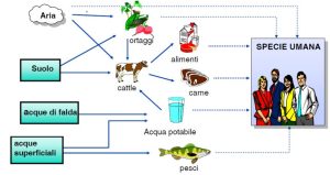 Human exposure routes through the environment