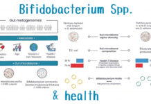 Bifidobacterium