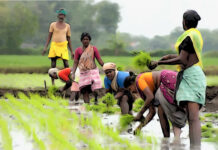 approved Voluntary Guidelines on Food Systems and Nutrition