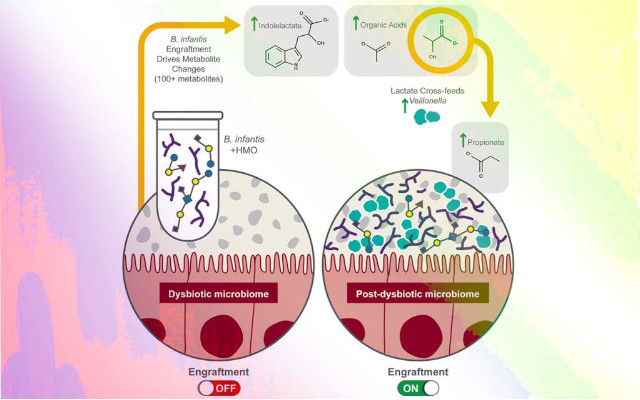 bifidobacterium-infantis-and-hmo-oligosaccharides-to-modulate-the-intestinal-microbiota-study