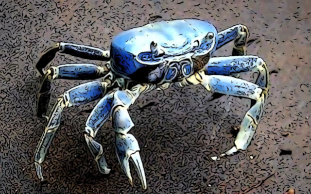 blue crab