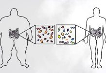 microbiota intestinale-obesità