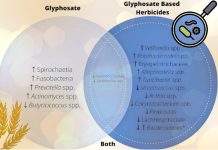 glifosato-intolleranza-glutine