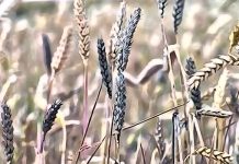 Mycotoxins food safety emerging risks