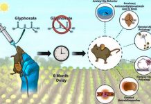 Glyphosate Brain Inflammation