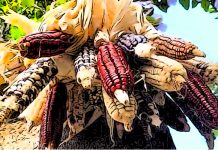 Mexico USA GMO corn controversy