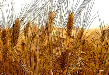 Italian durum wheat crisis